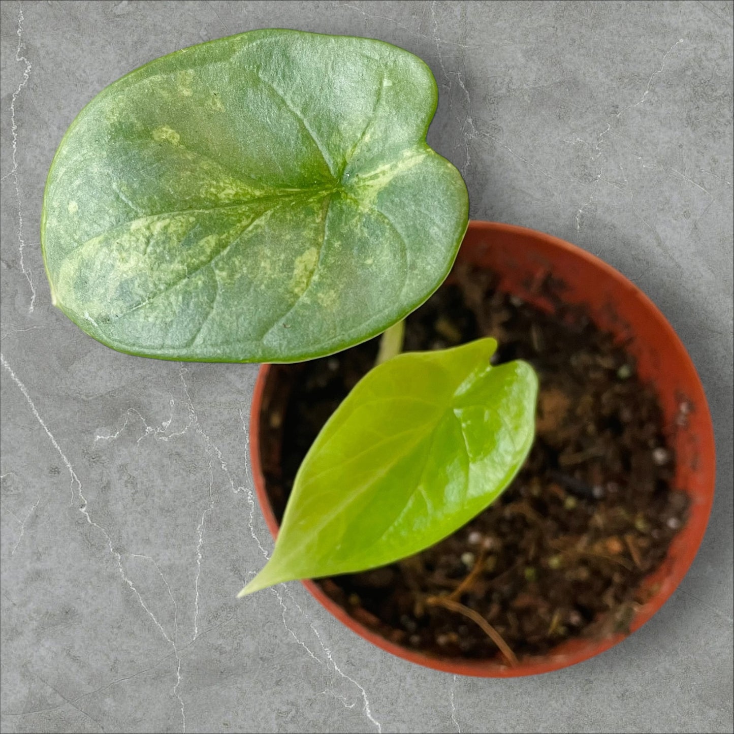 Alocasia Silver Dragon Aurea Variegata - Pot 6cm