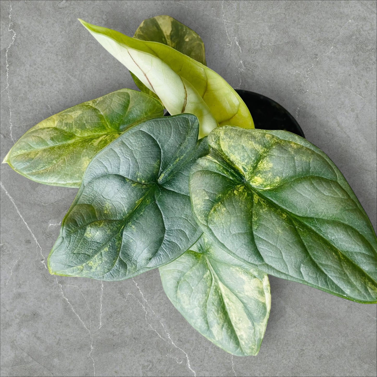 Alocasia Silver Dragon Aurea Variegata - Pot 10cm