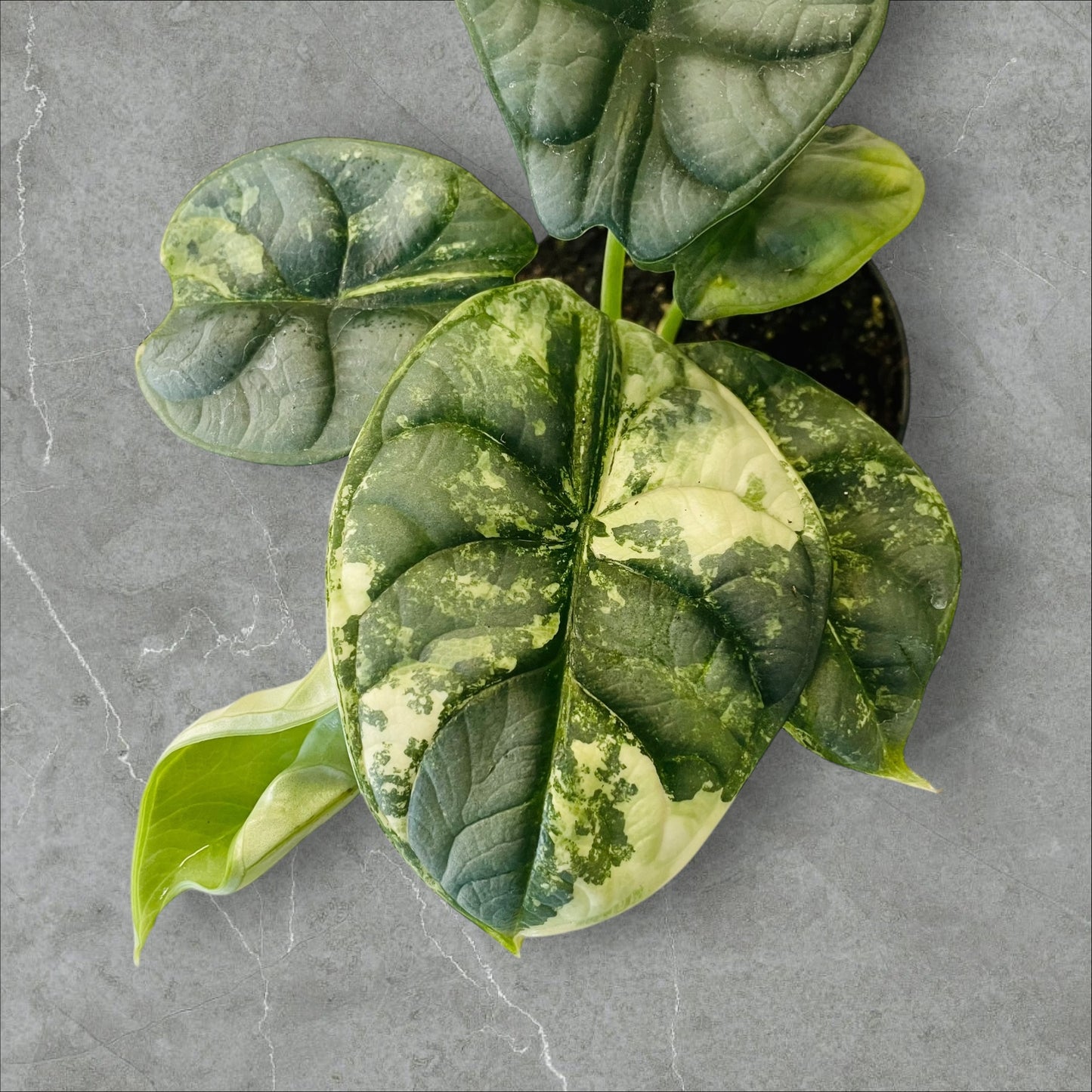 Alocasia Silver Dragon Albo Variegata - Pot 10cm