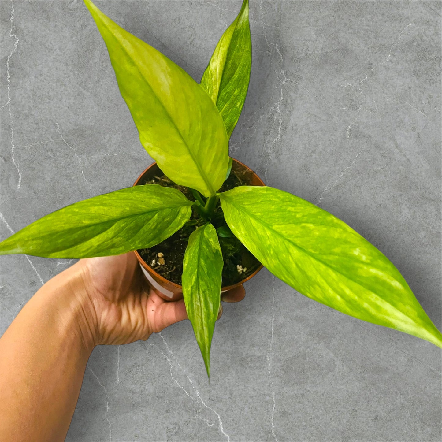 Spathiphyllum Aurea Variegata