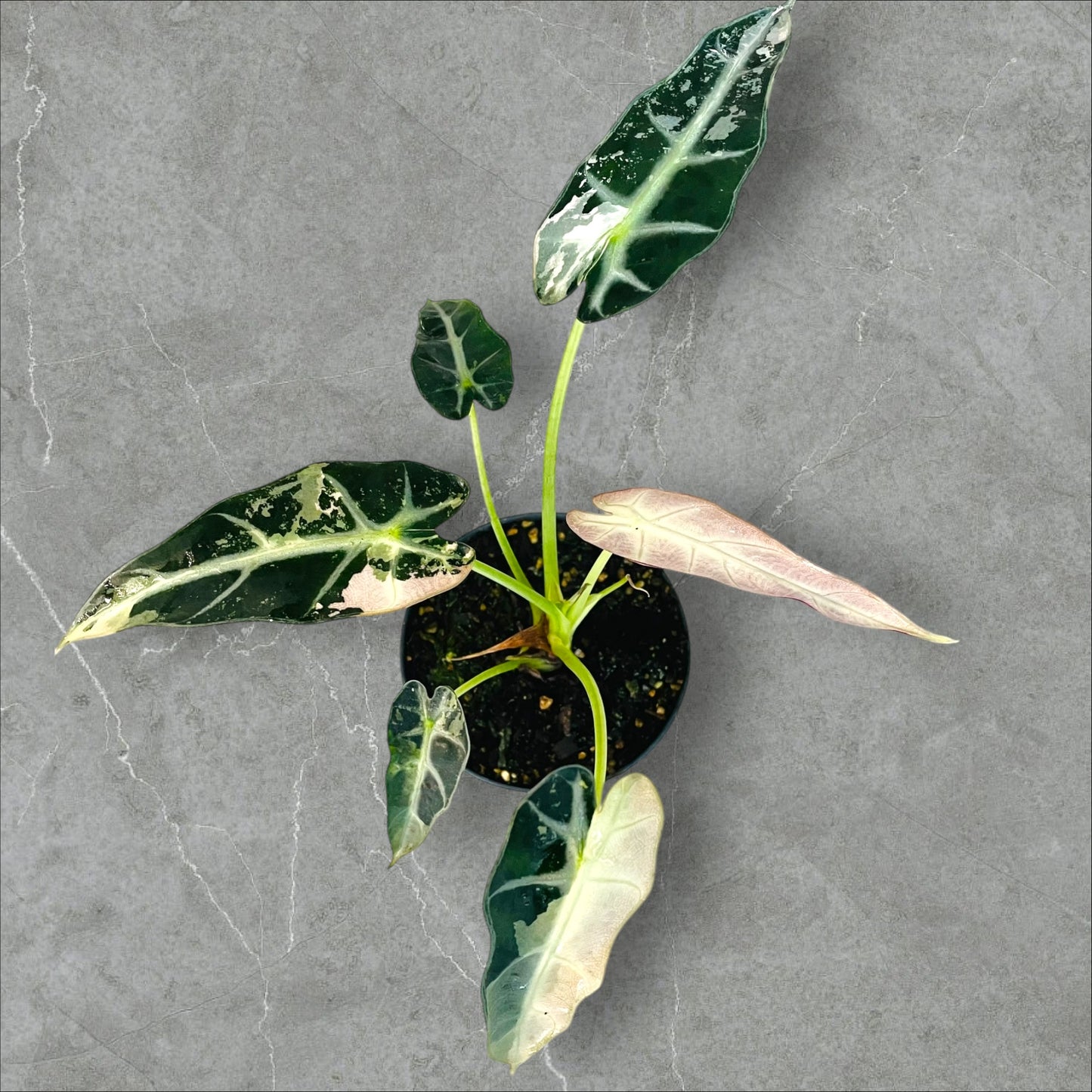 Alocasia Bambino Pink Variegata - Pot 12cm