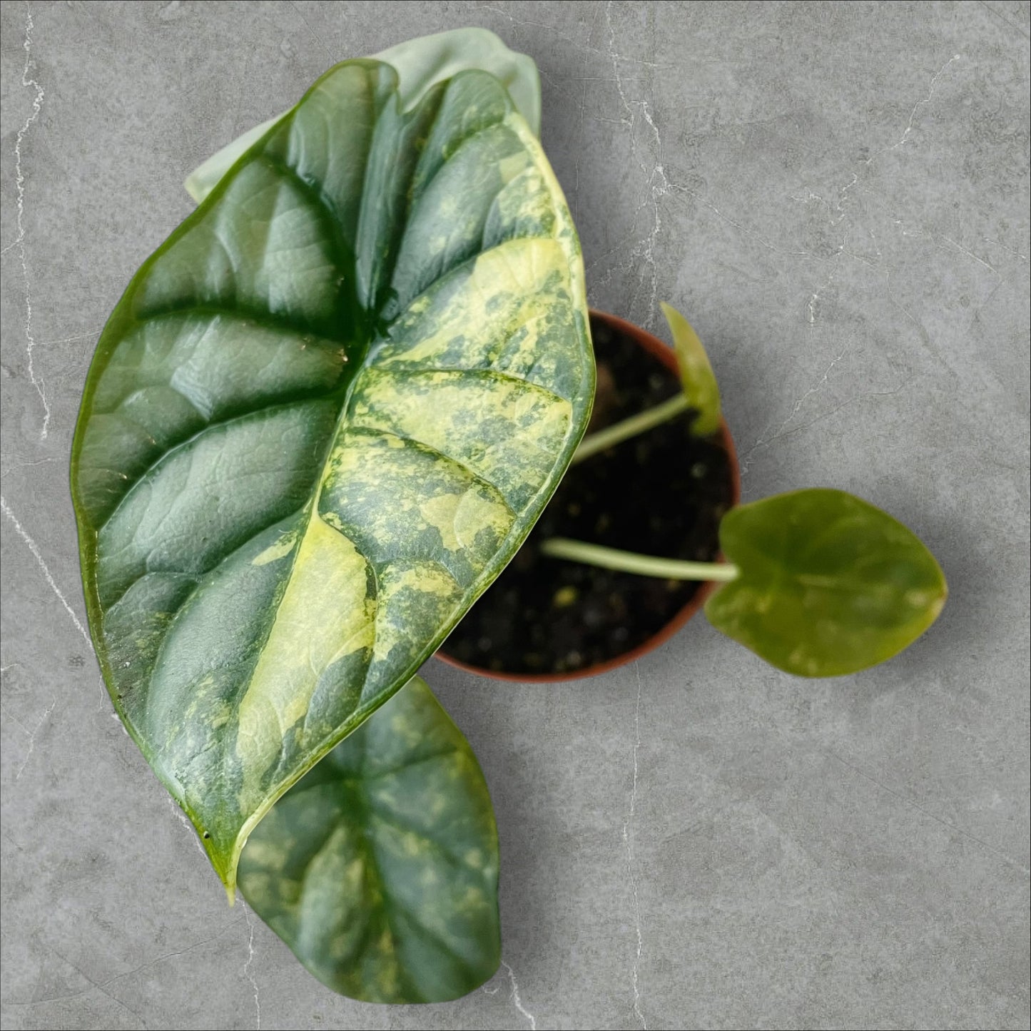 Alocasia Silver Dragon Aurea Variegata - Pot 10cm