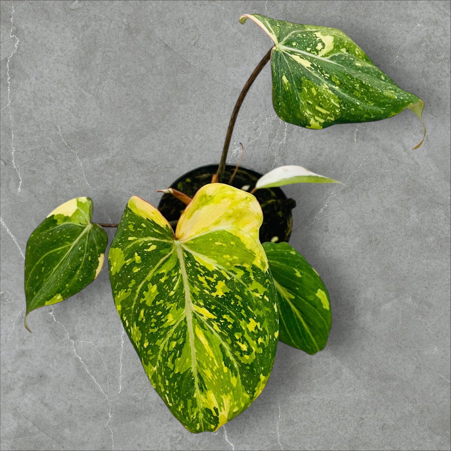 Philodendron Gloriosum Tricolor Variegata - Pot 10cm