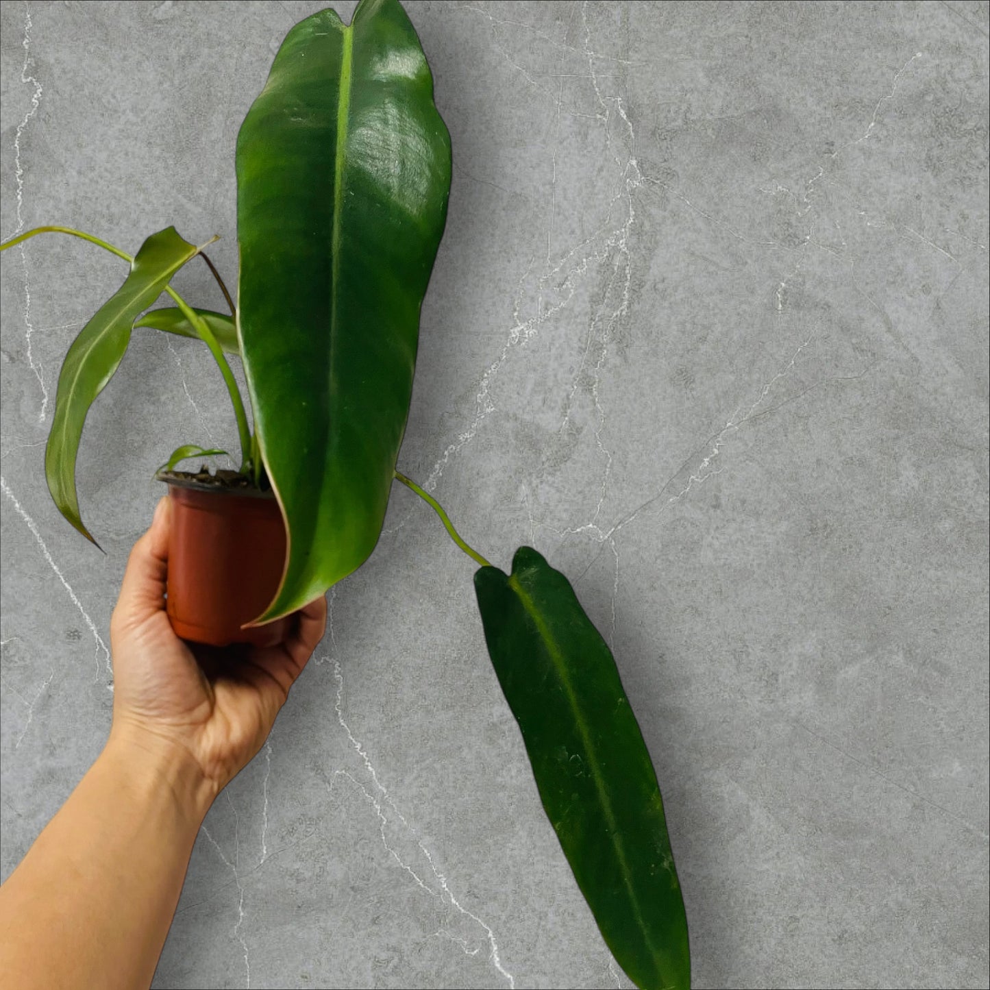 Philodendron Spiritus Sancti - Pot 9cm - Sellers Choice