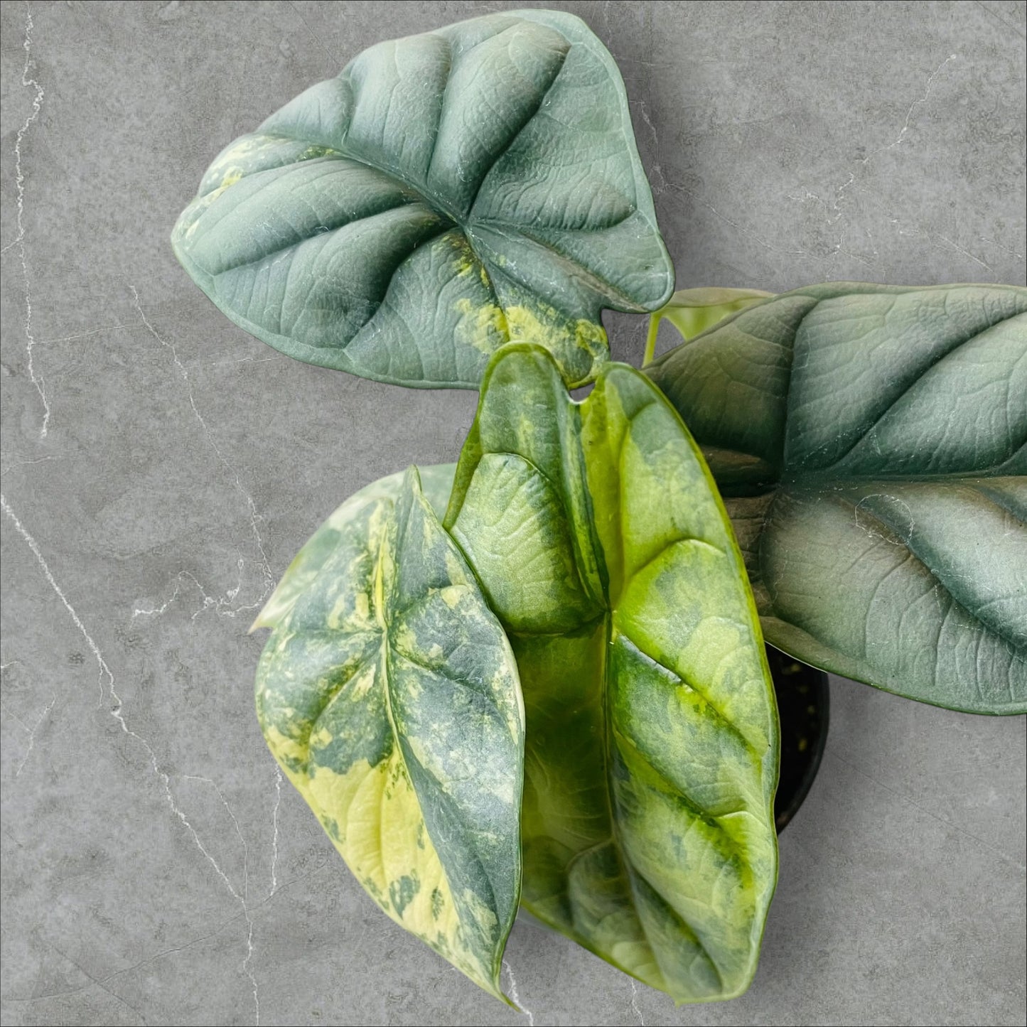 Alocasia Silver Dragon Aurea Variegata - Pot 10cm