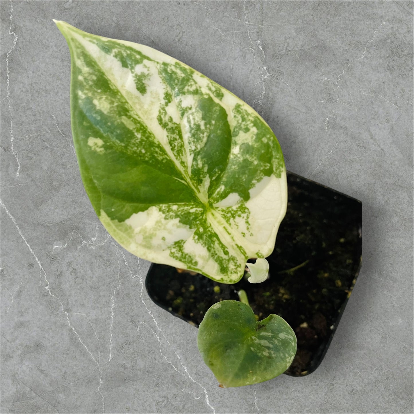 Alocasia Silver Dragon Albo Variegata - Pot 6cm