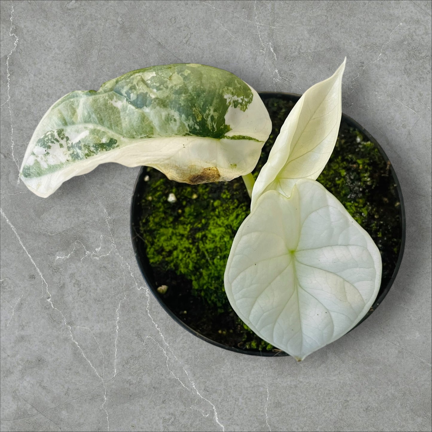 Alocasia Silver Dragon Albo Variegata - Pot 10cm