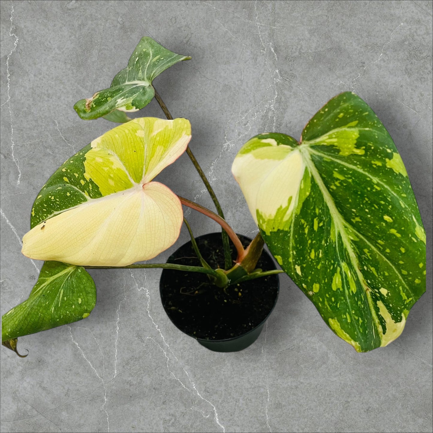 Philodendron Gloriosum Tricolor Variegata - Pot 10cm