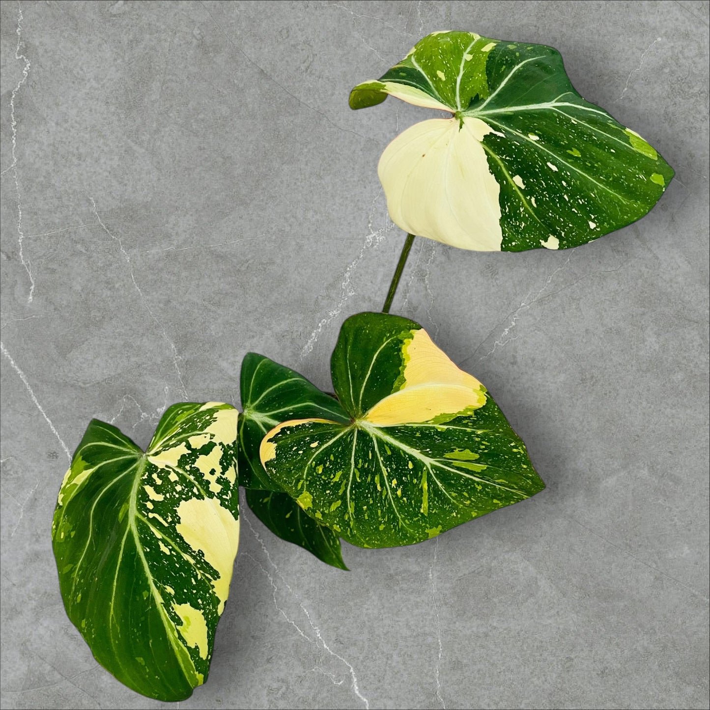 Philodendron Gloriosum Tricolor Variegata - Pot 12cm