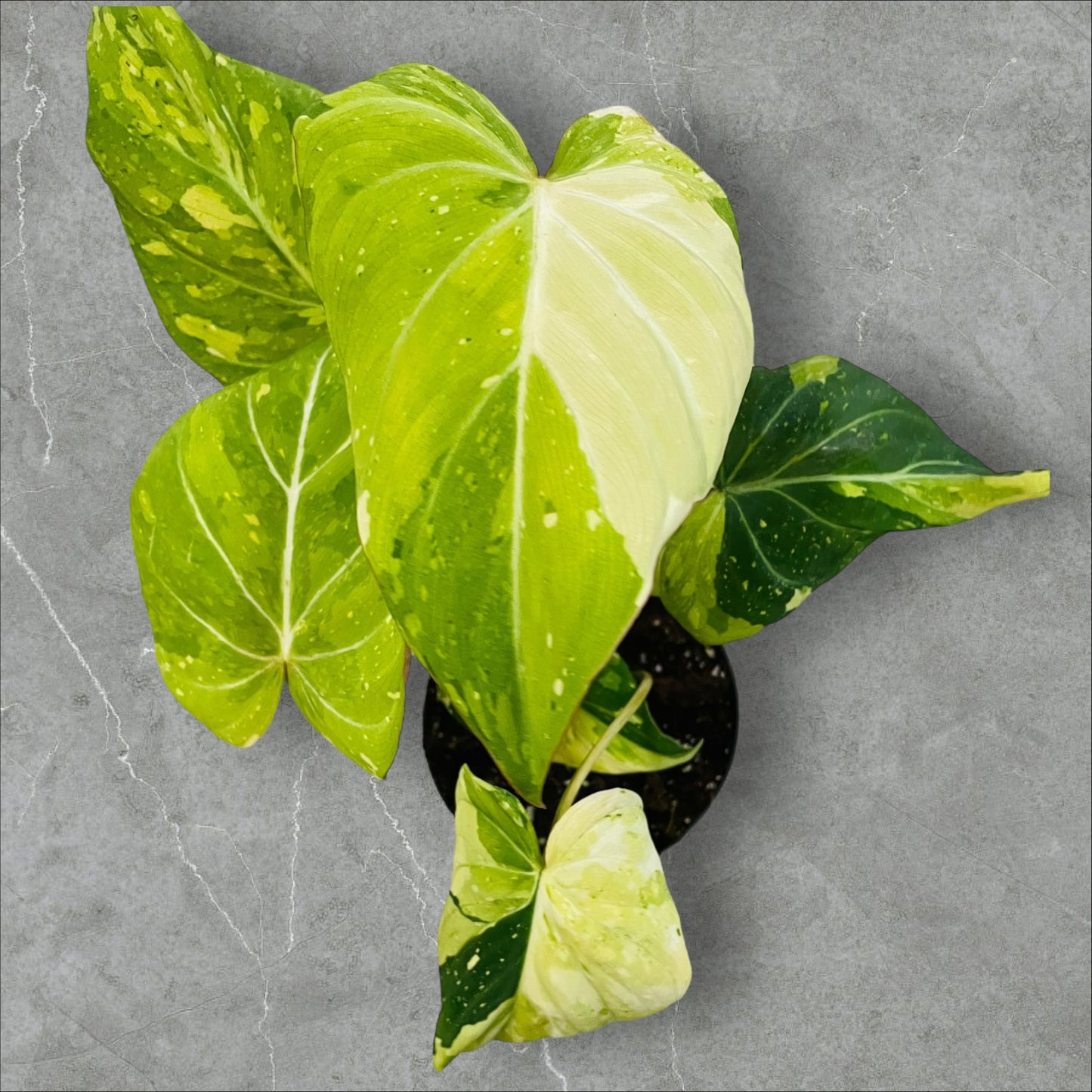 Philodendron Gloriosum Tricolor Variegata - Pot 15cm