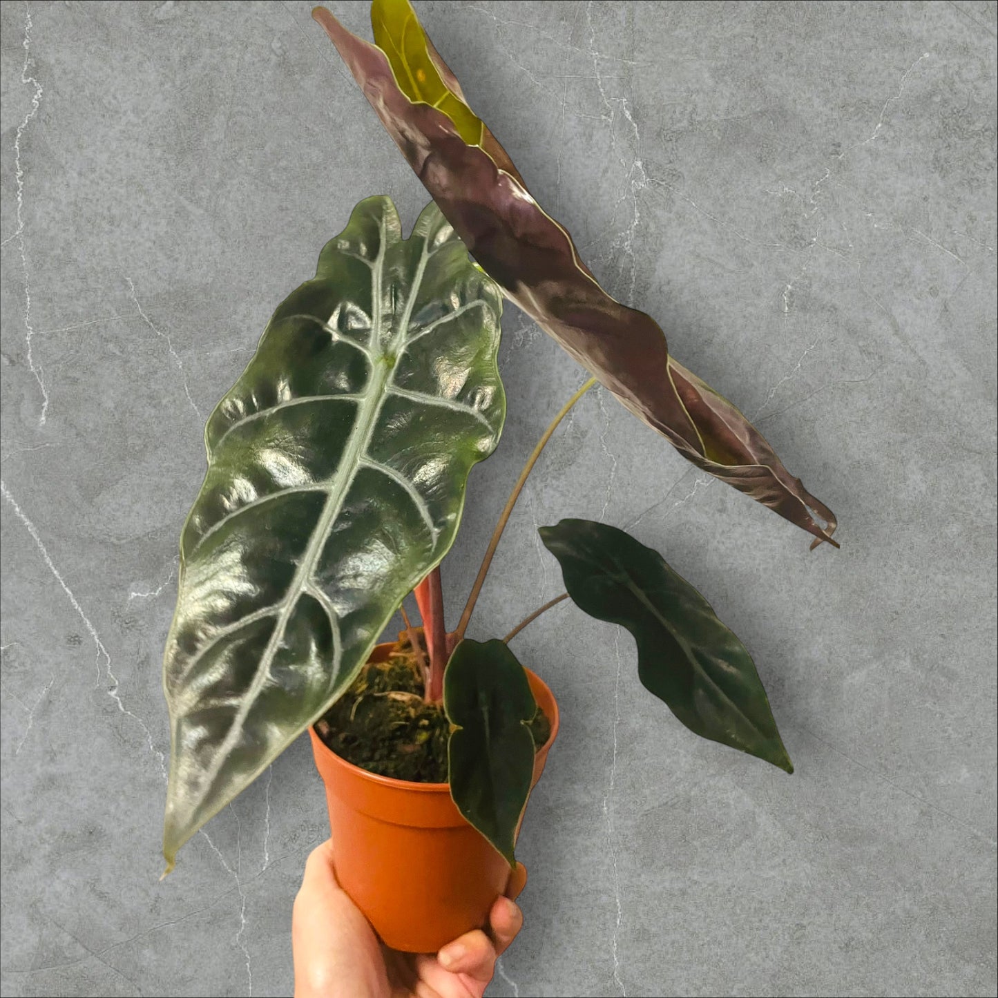 Alocasia Chantrieri - Sellers Choice