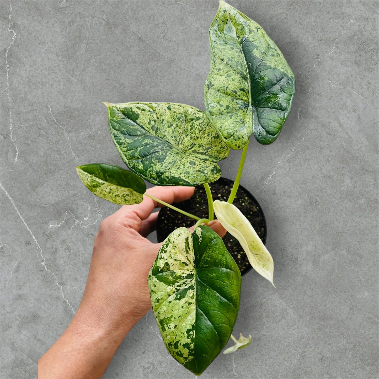 Alocasia Dragon Scale Mint - Pot 11cm