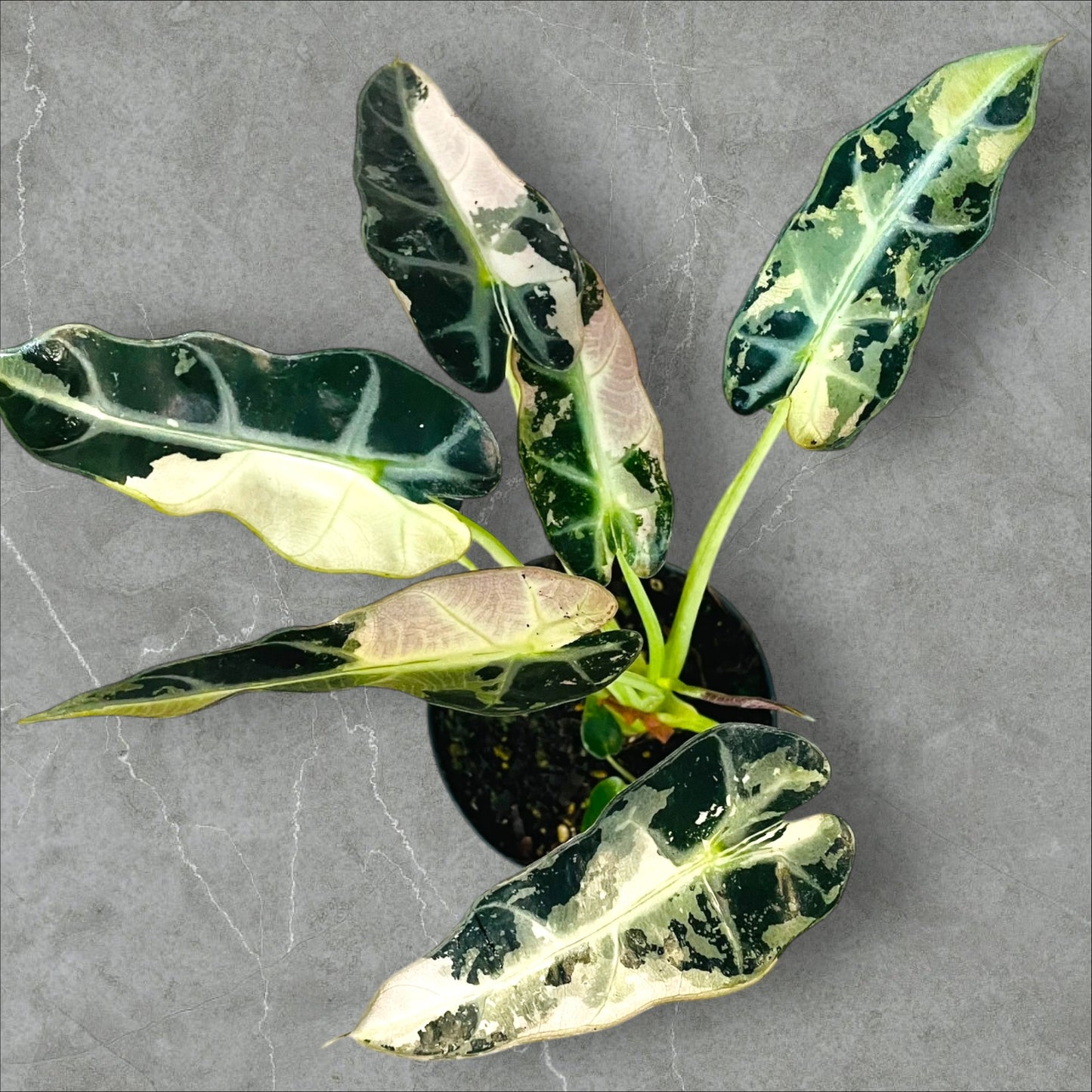 Alocasia Bambino Pink Variegata - Pot 12cm