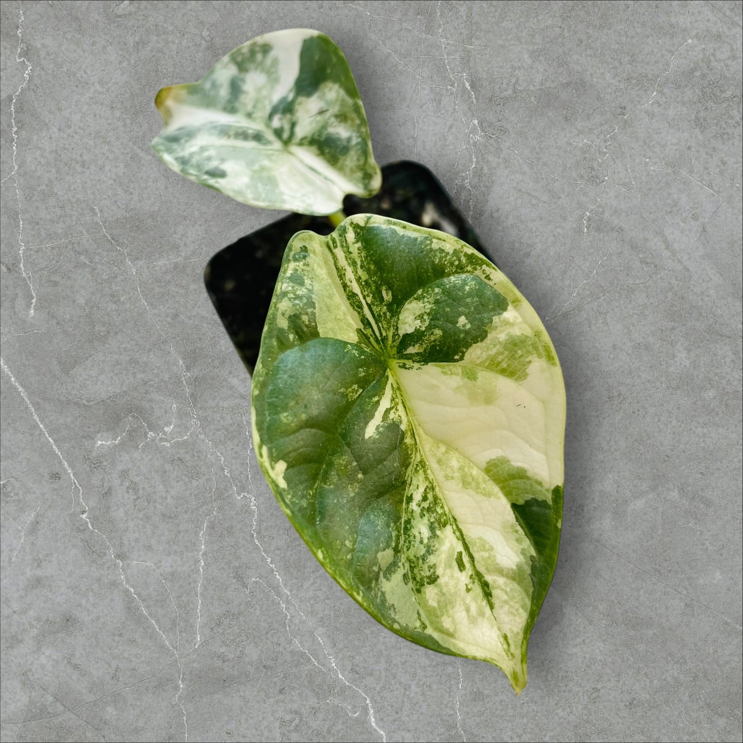 Alocasia Silver Dragon Albo Variegata - Pot 6cm