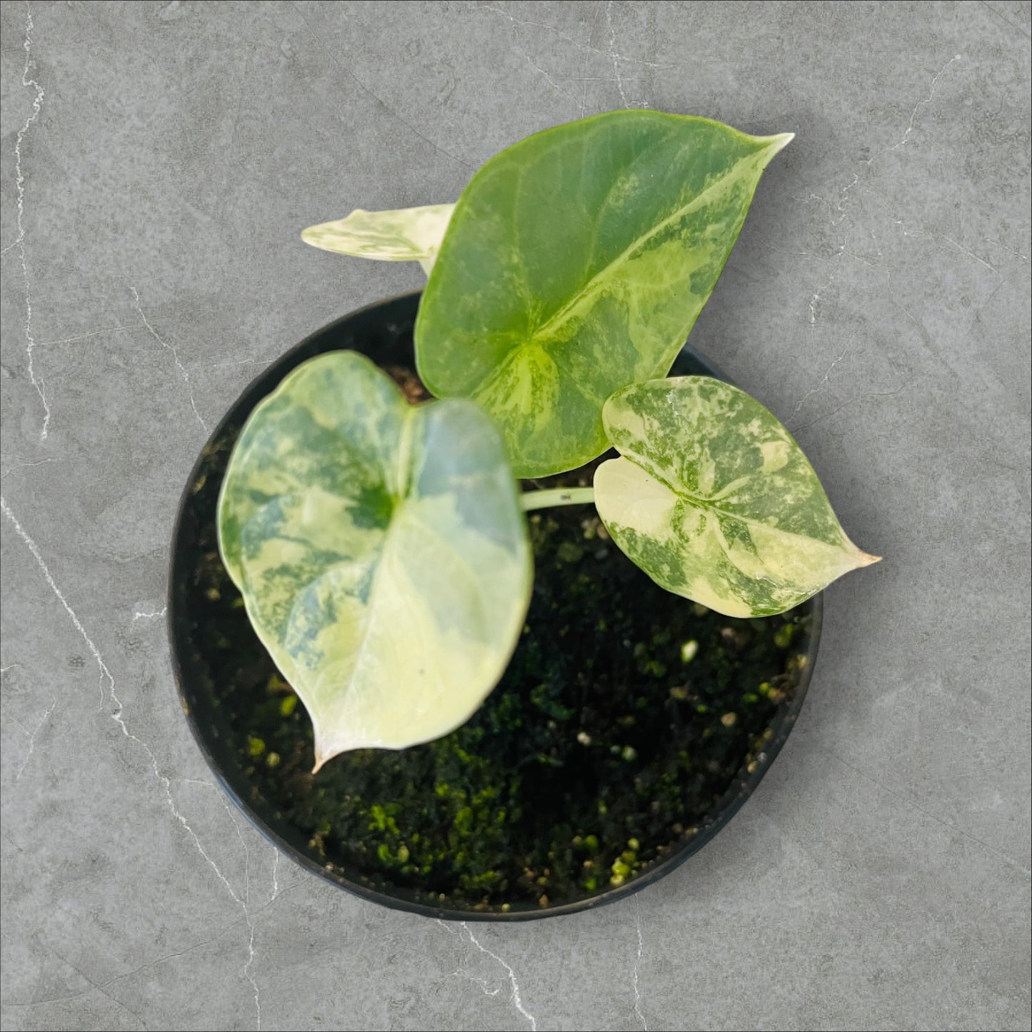 Alocasia Silver Dragon Albo Variegata - Pot 10cm