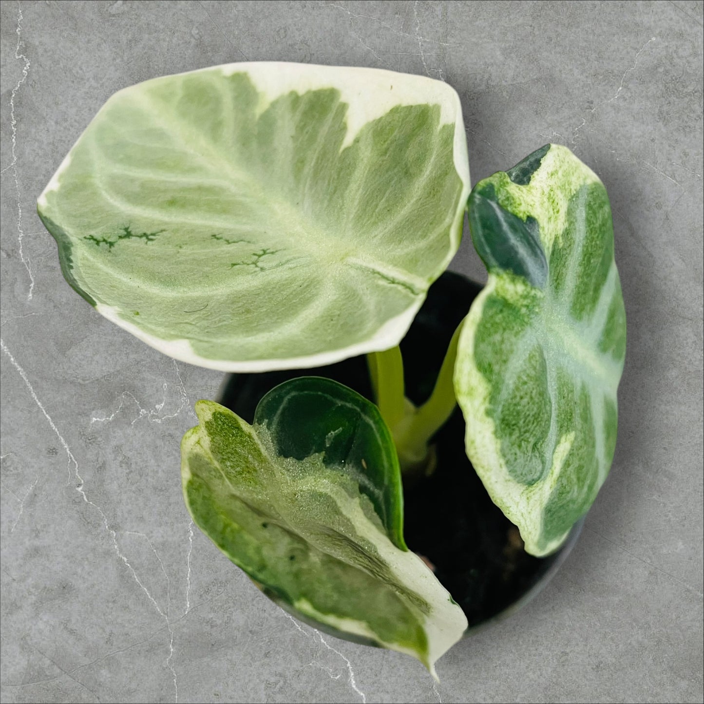 Alocasia Ninja Variegata - Pot 6cm