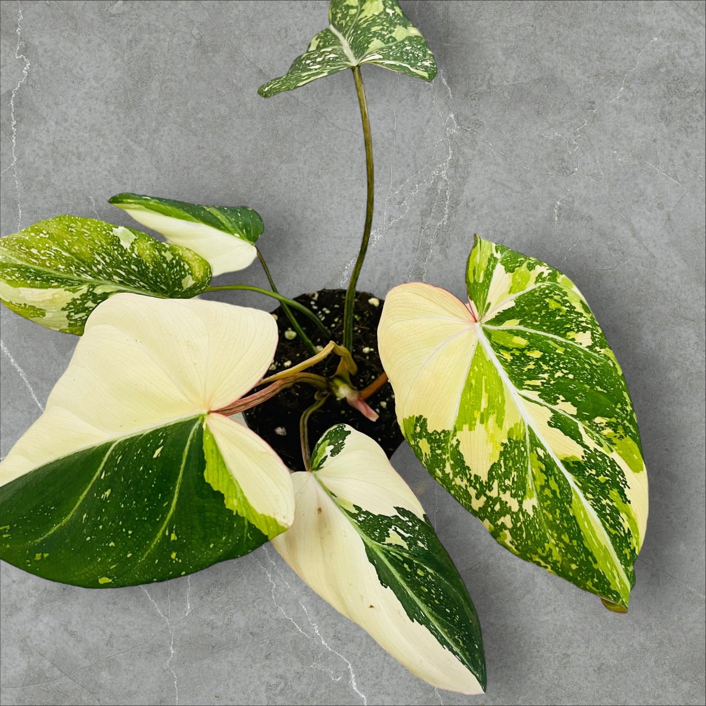 Philodendron Gloriosum Tricolor Variegata - Pot 12cm