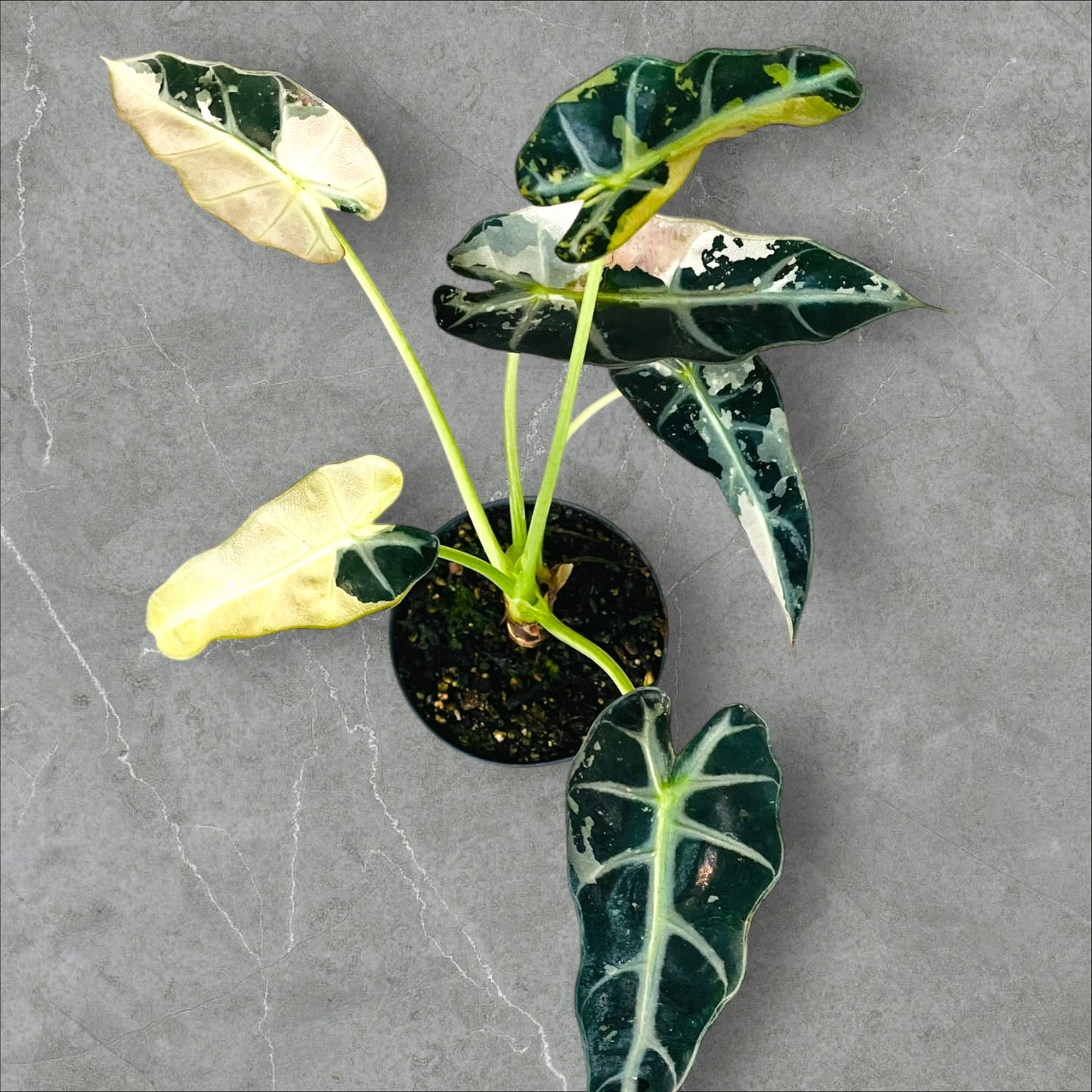 Alocasia Bambino Pink Variegata - Pot 12cm