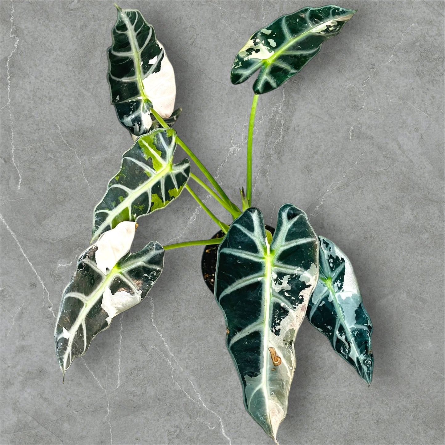 Alocasia Bambino Pink Variegata - Pot 12cm