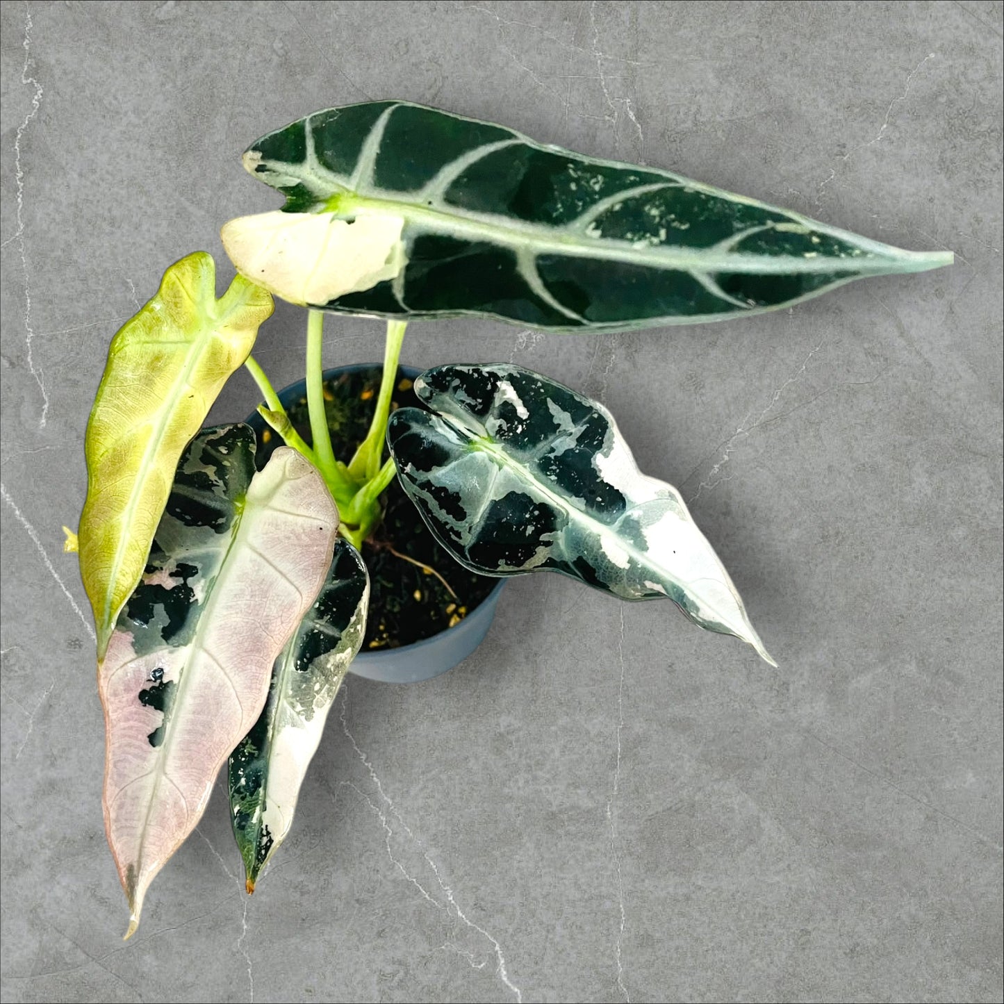 Alocasia Bambino Pink Variegata - Pot 12cm