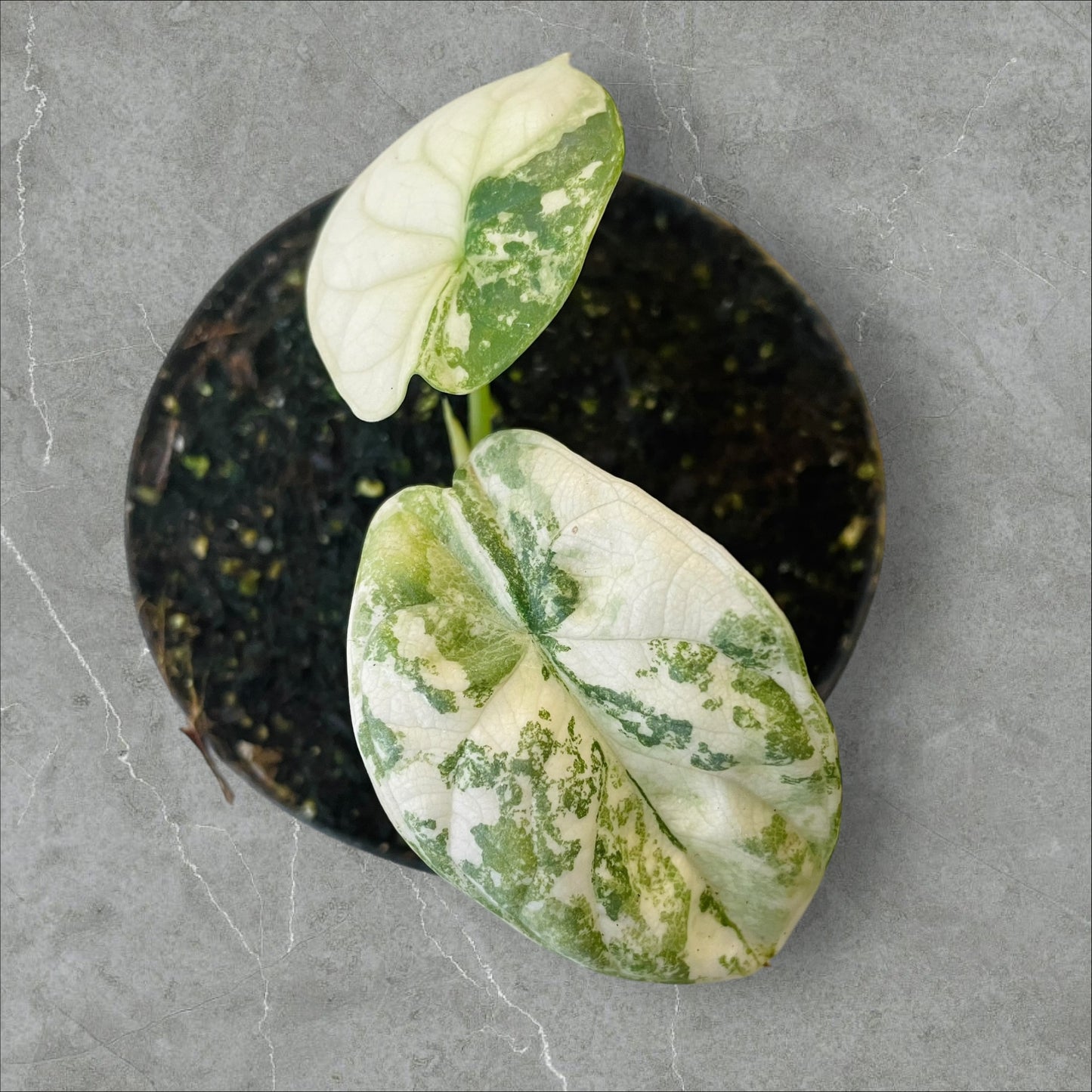 Alocasia Silver Dragon Albo Variegata - Pot 10cm