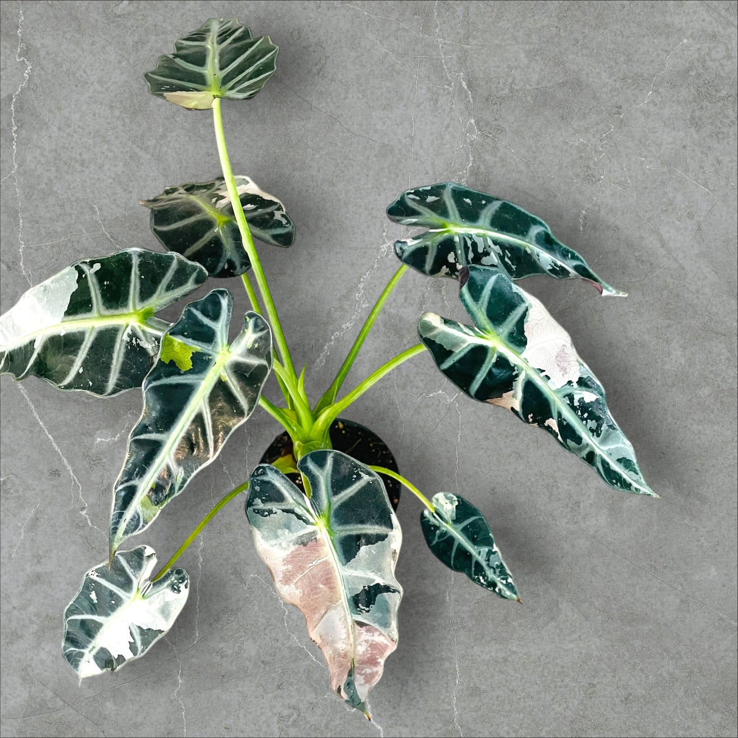 Alocasia Bambino Pink Variegata - Pot 12cm