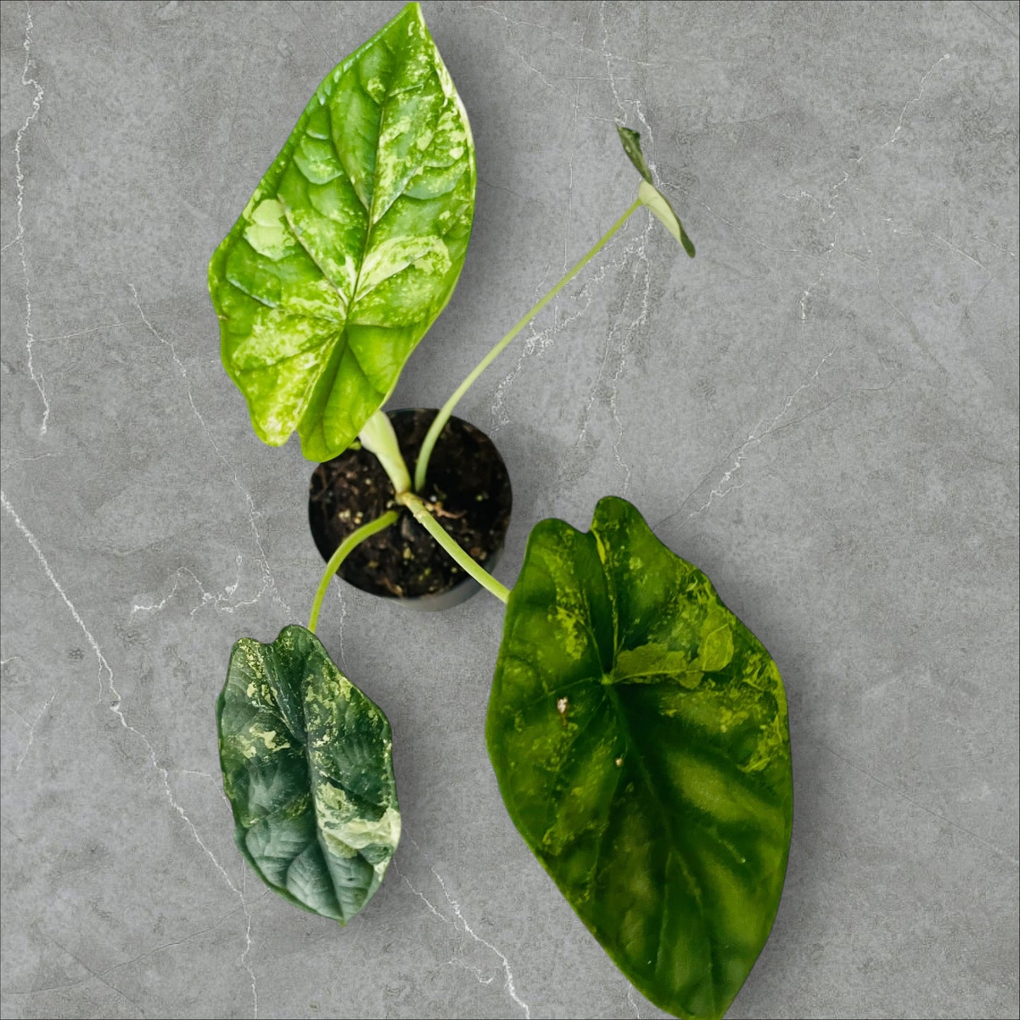 Alocasia Dragon Scale Variegata - Pot 10cm