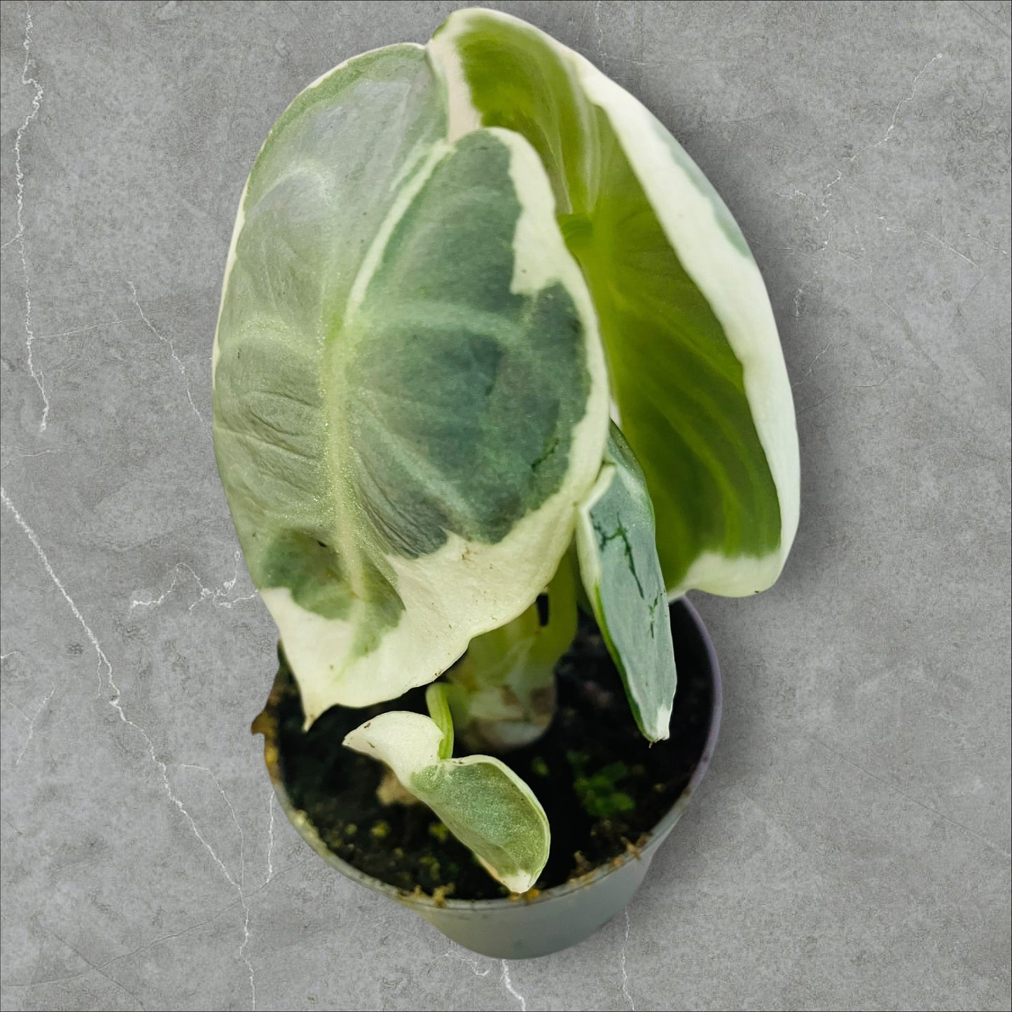 Alocasia Ninja Variegata - Pot 6cm