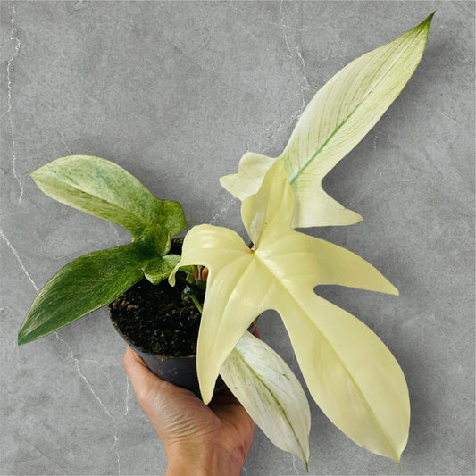 Philodendron Florida Ghost - Sellers Choice